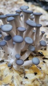 Com cogumelos, startup sul-mato-grossense mira mercado de proteínas alternativas